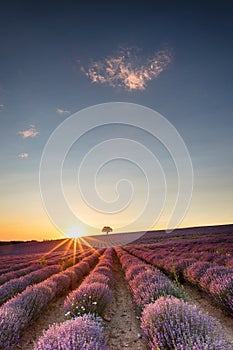 Amazing lavender field with a tree