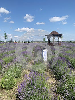 Amazing Lavender Flower Field