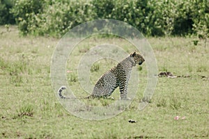 Amazing leopard in the nature habitat. Wildlife scene with dangerous beast. Hot weather in Africa.