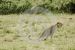 Amazing leopard in the nature habitat. Wildlife scene with dangerous beast. Hot weather in Africa