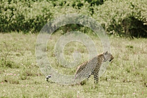 Amazing leopard in the nature habitat. Wildlife scene with dangerous beast. Hot weather in Africa.