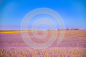 Lavender field in Provence, beautiful landscape in early summer. Morning sunlight, haze peaceful travel landscape