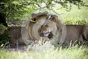 Amazing lions sitting and cuddling in the bush of Moremi Reserve