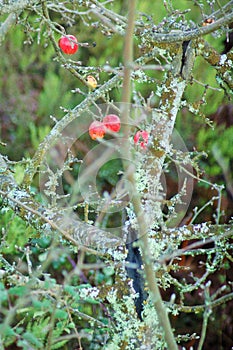 Beautiful little apples in the tree inside the forest. photo