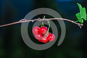 Amazing little juicy red currants