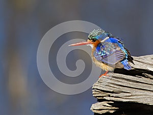 Amazing little Malachite Kingfisher