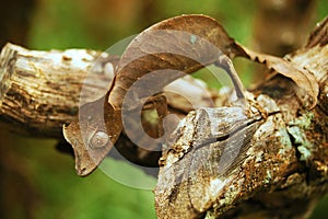 Amazing lizard Uroplatus phantasticus