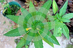 Amazing long green leaves tree