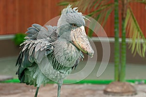 The amazing looking bird Shoebill Balaeniceps rex also known as whalehead, whale-headed stork. Shaking the feathers
