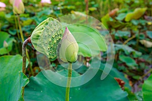 Amazing Lotus Fruit and Lotus Flower Kissing in a Quiet Tropical