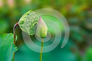 Amazing Lotus Fruit and Lotus Flower Kissing in a Romatic Environment