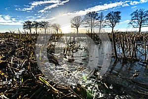 Amazing low angle view or reed plant cut on paddy field with sun