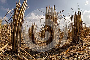 Amazing low angle view of rice plant cut on paddy field with cloudy sky in the background