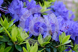 Rhododendron blue diamond amazing, low-growing evergreen shrub that blooms with blue flowers in the spring. It thrives