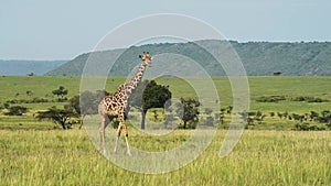 Amazing Maasai Mara landscape, giraffe walking across emtpy grassland savannah in Masai mara north c