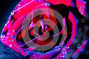 Amazing macro shot of dark red purple rose with water drops against black background