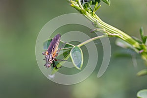 Amazing macro shot of a dipterous on a leaf