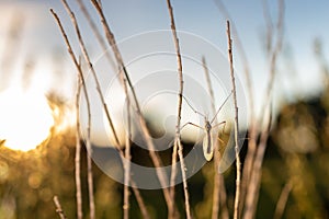Amazing macro shot of a dipterous in nature