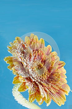 Amazing macro shot of gerbera daisy flower in the water with bubbles on blue background