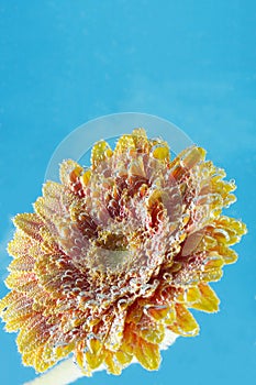 Amazing macro shot of gerbera daisy flower in the water with bubbles on blue background