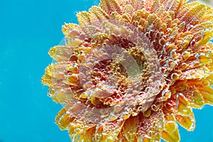 Amazing macro shot of gerbera daisy flower in the water with bubbles on blue background