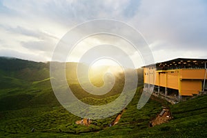 Amazing Malaysia landscape. View of tea plantation in sunset/sunrise time in in Cameron highlands, Malaysia. Nature background wi