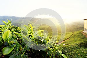 Amazing Malaysia landscape. View of tea plantation in sunset/sunrise time in in Cameron highlands, Malaysia. Nature background wi