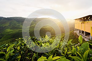 Amazing Malaysia landscape. View of tea plantation in sunset/sunrise time in in Cameron highlands, Malaysia. Nature background