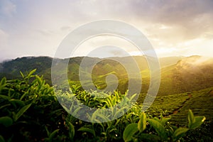 Amazing Malaysia landscape. View of tea plantation in sunset/sunrise time in in Cameron highlands, Malaysia. Nature background