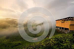 Amazing Malaysia landscape. View of tea plantation in sunset/sunrise time in in Cameron highlands, Malaysia. Nature background