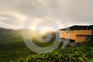 Amazing Malaysia landscape. View of tea plantation in sunset/sunrise time in in Cameron highlands, Malaysia. Nature background wi