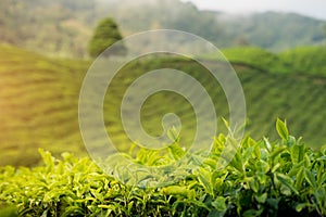 Amazing Malaysia landscape. View of tea plantation in sunset/sunrise time in in Cameron highlands, Malaysia. Nature background wi