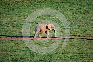 Amazing male elephant on the meadow