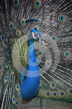 Amazing Male Peacock with Feathers Extended in a Showy Display