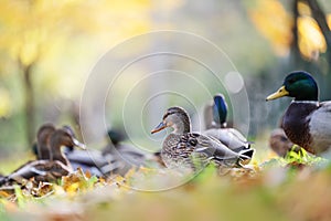 Amazing mallard ducks in nature, autumn time.