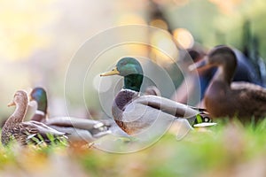 Amazing mallard ducks in nature habitat, autumn time.