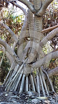 Amazing Mangrove Tree Roots