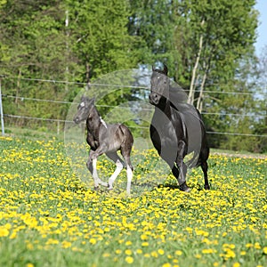 Amazing mare with foal running