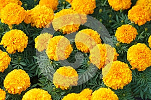 Amazing Mexican marigold flower in garden, on natural beautiful background