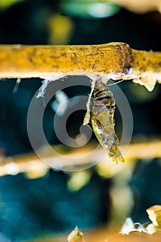 Amazing moment about butterfly change form chrysalis