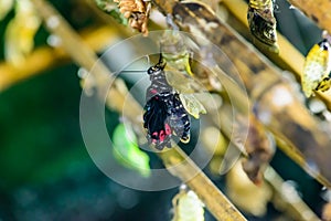 Amazing moment about butterfly change form chrysalis