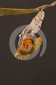 Amazing moment about butterfly change form chrysalis