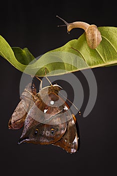 Amazing moment about butterfly change form chrysalis