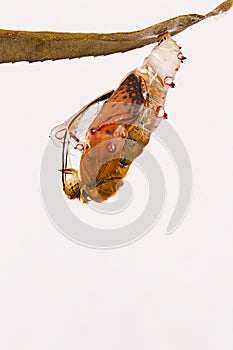 Amazing moment about butterfly change form chrysalis