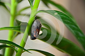 Amazing Monarch butterfly chrysalis cocoon