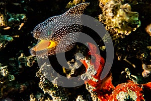 Amazing Moray eel in the Red Sea