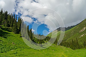 Amazing mountain landscape with spruce trees