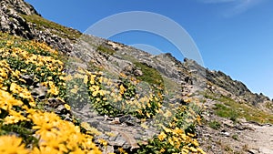 Amazing mountain landscape with yellow flowers