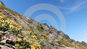 Amazing mountain landscape with yellow flowers