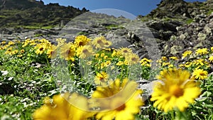 Amazing mountain landscape with yellow flowers